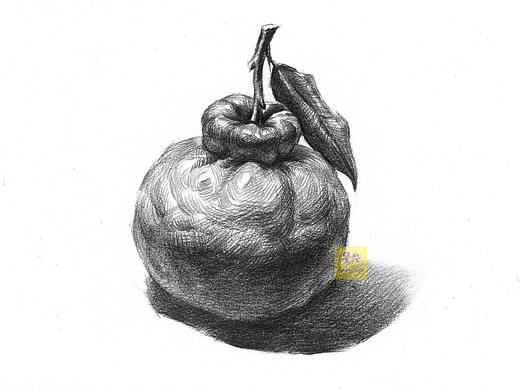 素描丑橘绘画
