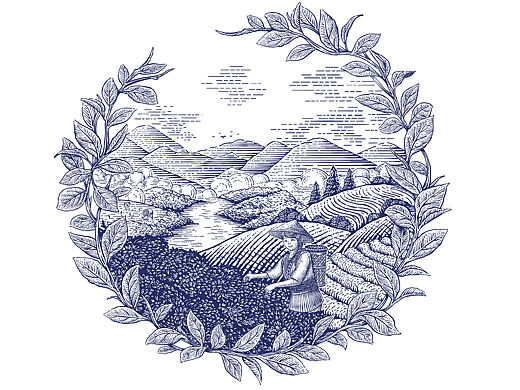 最近插画作品 茶叶 大米等包装插画