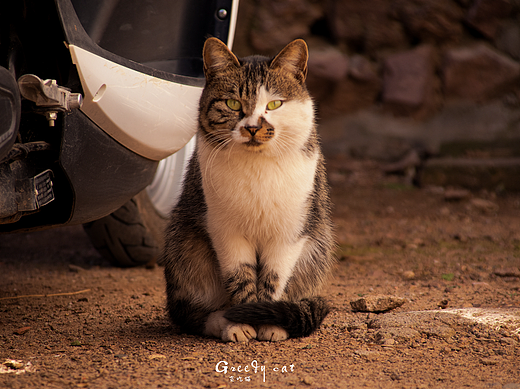 暖冬里的小贪吃猫