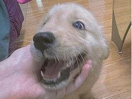 普ussy的修狗