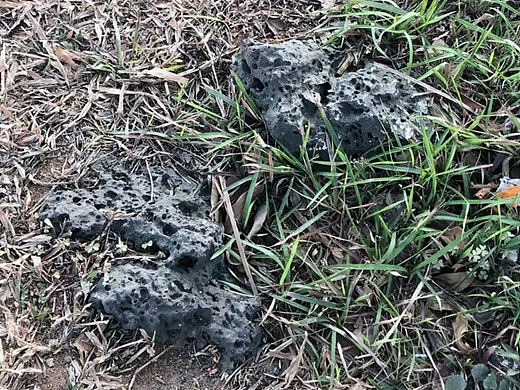 【原创】我曾是一块海南的火山岩 现在居然会动了