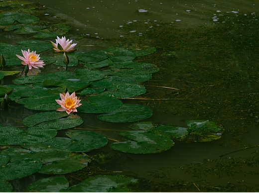 莲与荷（个人主页-ZNjA3NDkxNzI=） - 风光摄影 - 站酷设计师ROEMWO原创素材 - 站酷ZCOOL