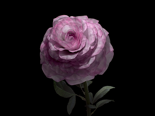 C4D-ROSE（个人主页-ZNjc3Mjc3MjA=） - 人物/生物 - 站酷设计师LIFE来福原创素材 - 站酷ZCOOL