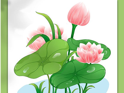 荷花插画