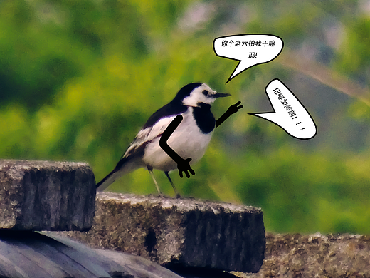 给小鸟加上手臂后