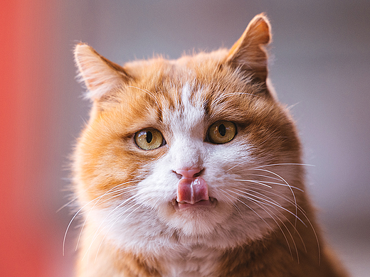 故宫的猫——帕帕