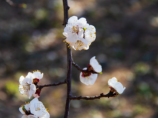 2022 北京踏春前奏