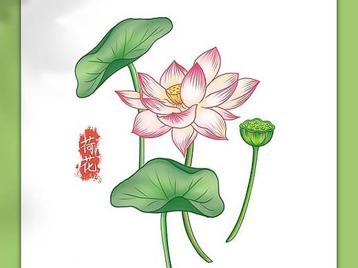 荷花插画