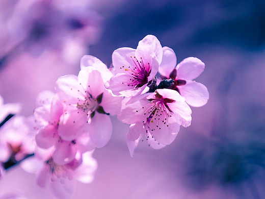 春天的花儿（个人主页-ZNTkyMTE4Njg=） - 风光摄影 - 站酷设计师刻度先生原创素材 - 站酷ZCOOL