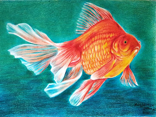金鱼