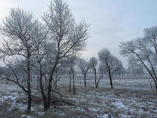 看山不是山,看树不是树