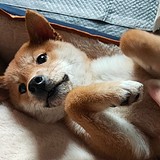 AlexChu0321的头像