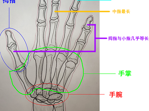 手部