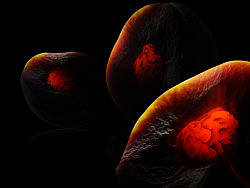 火桃（个人主页-ZMzU2MTcy） - 产品摄影 - 站酷设计师RyanShao原创素材 - 站酷ZCOOL