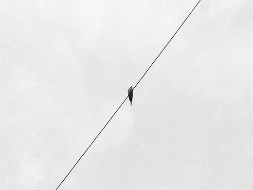 一线·一鸟·一世界（个人主页-ZMTM3MDcxNzI=） - 其他摄影 - 站酷设计师草原拿破仑原创素材 - 站酷ZCOOL