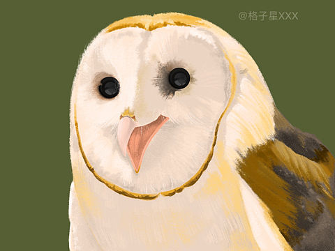 仓鸮