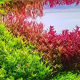 秦沉浮的头像