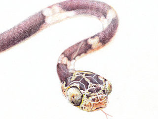 纸上彩铅--《钝头树蛇》上色过程随录