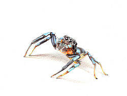 纸上彩铅--《跳蛛》过程随录