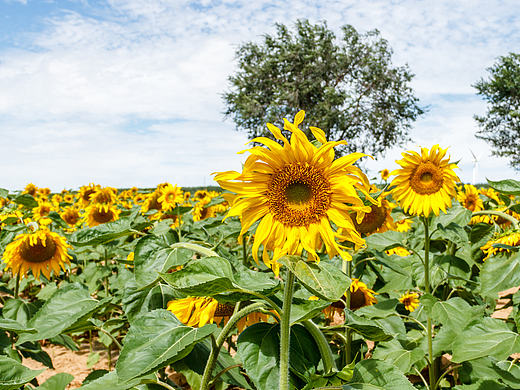 葵花篇II（个人主页-ZMTc3MzYwNzY=） - 风光摄影 - 站酷设计师沸腾视觉原创素材 - 站酷ZCOOL
