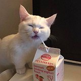 Jagermeister的头像