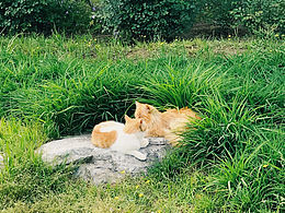 奥森的可爱小猫