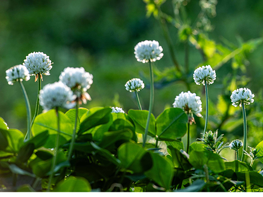 梨園（個人主頁-ZNjgxNDQ2NTI=） - 風光攝影 - 站酷設(shè)計師yangqiugui578原創(chuàng)素材 - 站酷ZCOOL