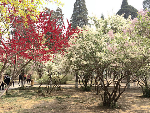 花有重开日 人无再少年