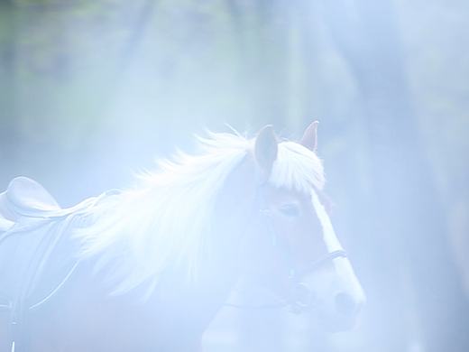 《以梦为马》预告片