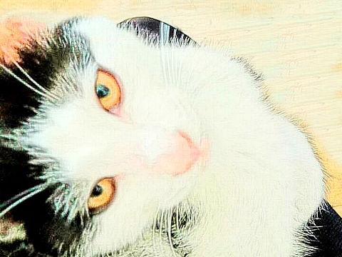 我们家的喵十一