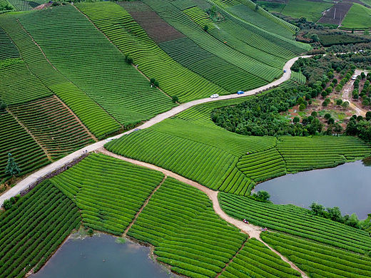 航拍茶园（个人主页-ZNDU0NTUzNjA=） - 风光摄影 - 站酷设计师Stone_Studio8原创素材 - 站酷ZCOOL