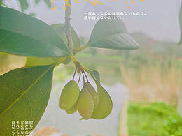 ??桂花樹(shù)也接果兒