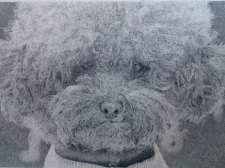 可爱泰迪狗钢笔画