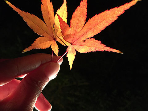 秋天的枫叶（个人主页-ZNTU5Nzc2OTI=） - 风光摄影 - 站酷设计师奇鑫绘画原创素材 - 站酷ZCOOL