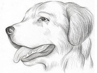 金毛，好喜欢的狗~（个人主页-ZNjI5NDU4OA==） - 创作习作 - 站酷设计师北京的小黄黄原创素材 - 站酷ZCOOL