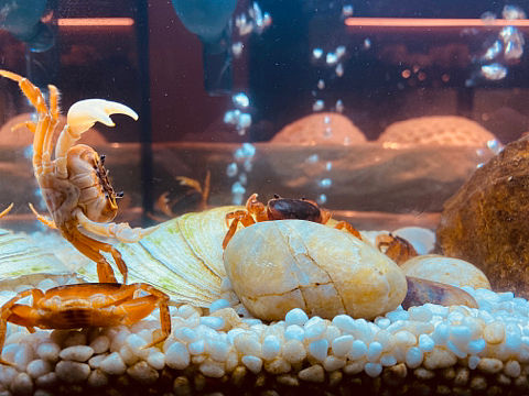 继续做个大儿童