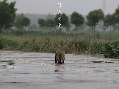 中华田园猫