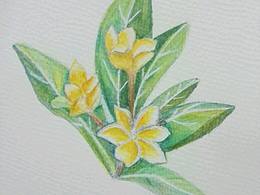 水仙花