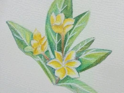 水仙花