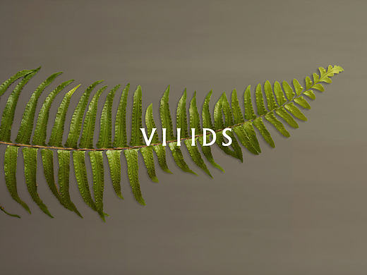 VIIIDS 童装LOGO设计  