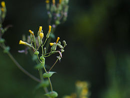 今年春天留念几张