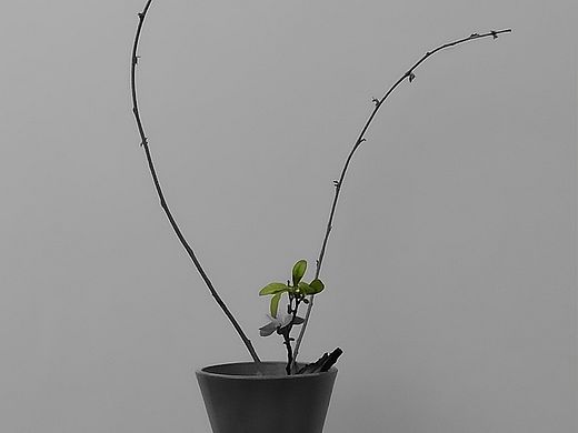 一年无日不看花 〖山海地·杜卫利〗