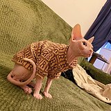 sclissocute的头像