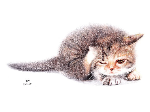 OY彩色圆珠笔画·猫