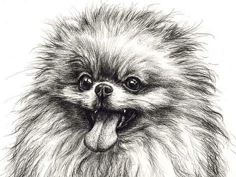 美式秋田犬与博美犬