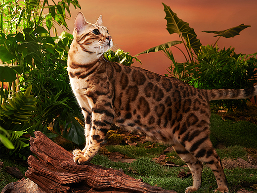 四月名m2低温烘焙猫粮｜宠物 X 美集影像