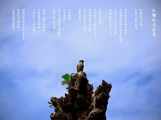 鸟与天空，独自前行