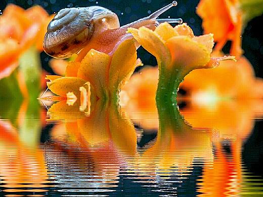 小蝸牛（個人主頁-ZMTYzMzkxNTY=） - 寵物攝影 - 站酷設(shè)計(jì)師廣東粵神原創(chuàng)素材 - 站酷ZCOOL