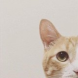 商宇浩_Yuhao的头像