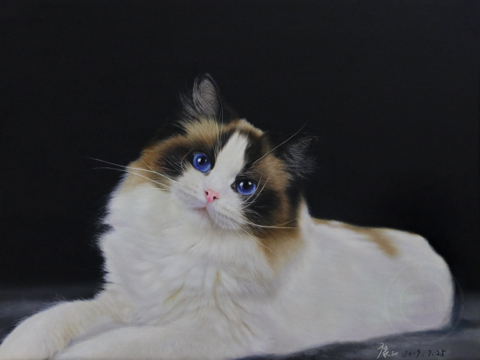 彩铅 布偶猫